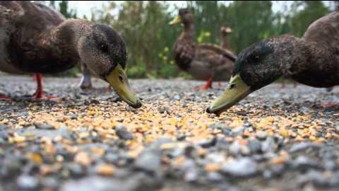 culture de canards