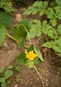 que nourrir les melons et les pastèques 