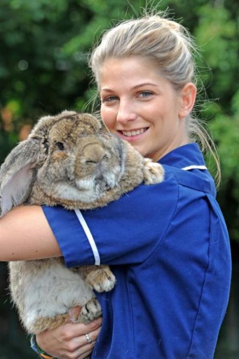 Pourquoi un lapin fait-il naître un bélier?