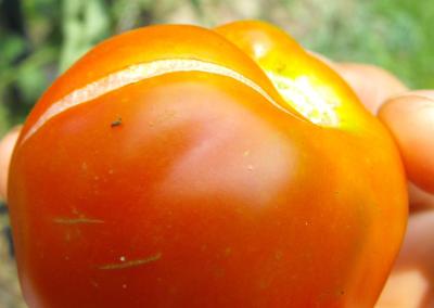 pourquoi les tomates craquent