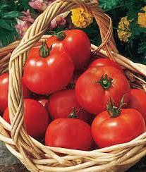 Pourquoi les tomates craquent-elles dans la serre et dans la terre?