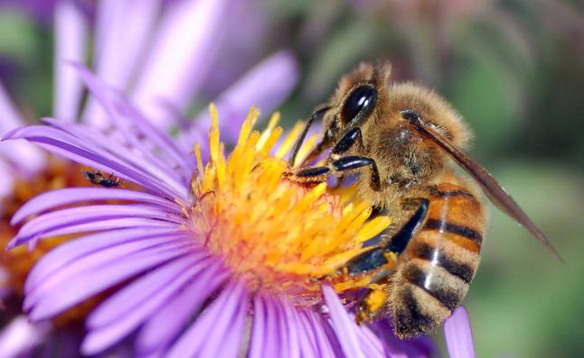 Parlons de la préparation des abeilles pour l'hiver