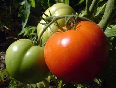 tomates ouvertes