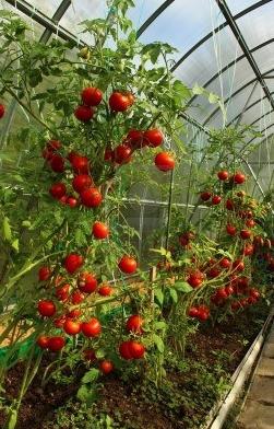 Tomates dans la serre. La subtilité de la culture