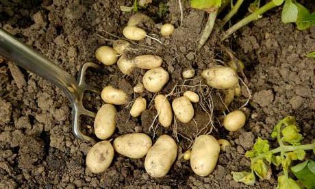 Bonne alimentation des pommes de terre