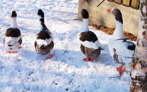 garder les oies en hiver sans une grange