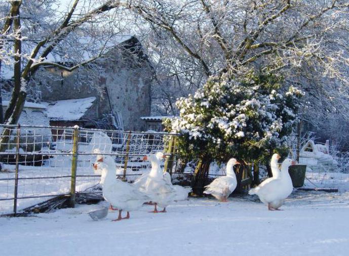 garder les oies l'hiver en Sibérie à l'air libre