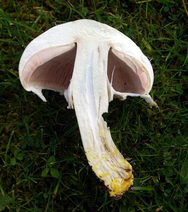 Champignon bisexuel: description, culture