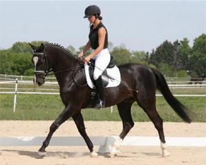 Trakehner race de chevaux: histoire et description