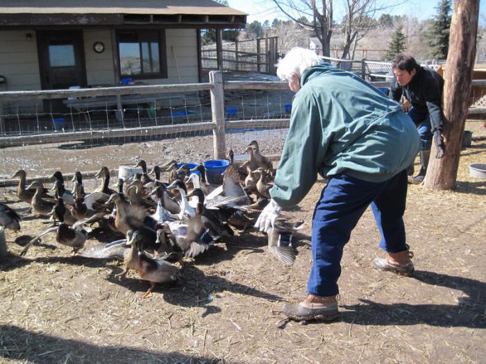 Canard gris ukrainien: caractéristiques de la race