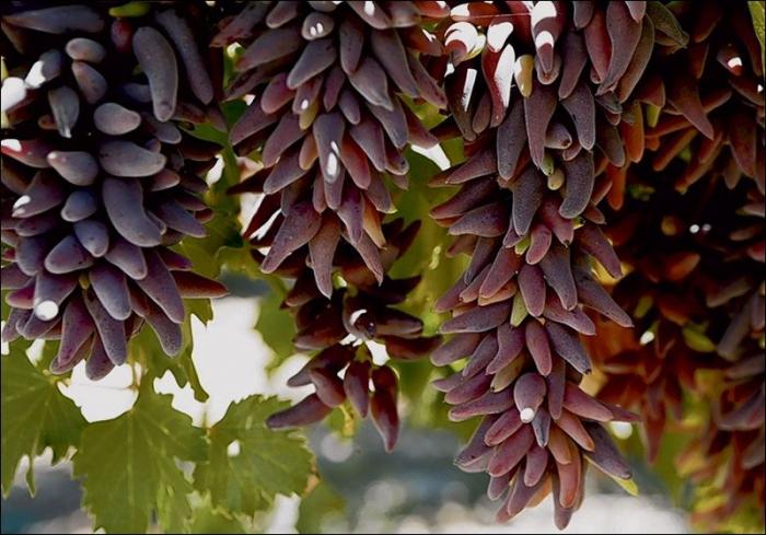 Raisins Lady fingers - le leader parmi les cépages