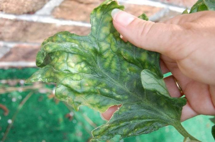 Taches jaunes sur les feuilles de tomate: causes d'apparition et méthodes de lutte