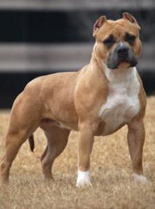 American Bulldog - un chien difficile pour les personnes fortes d'esprit