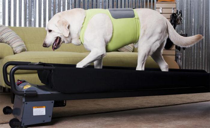 Tapis de course pour chiens Comment les utiliser?