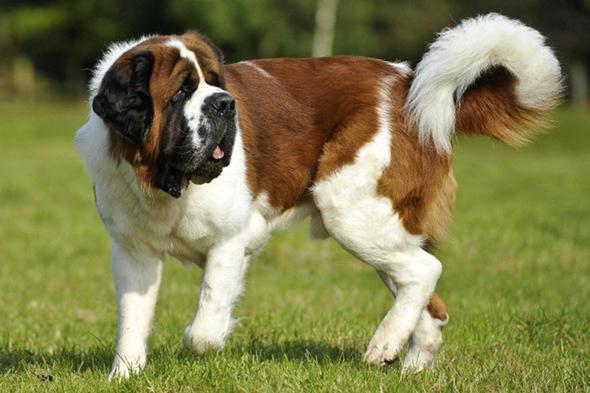 Beethoven: la race de chien St-Bernard, l'une des plus populaires au monde