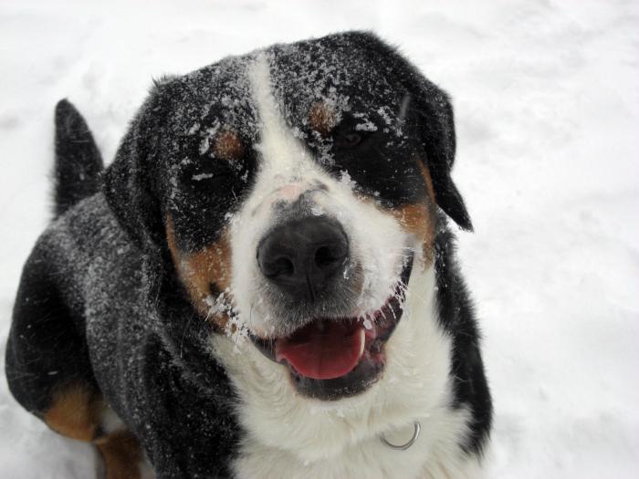 Great Swiss Mountain Dog - description de race, photo