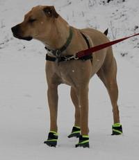 chaussures pour chiens