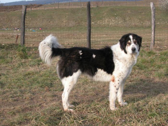 Bukovina Shepherd Dog: description, photo, personnage