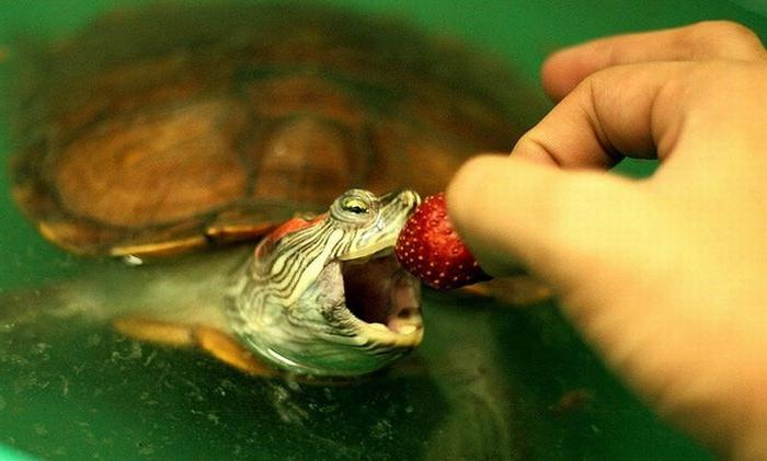 qu'est-ce que les tortues mangent