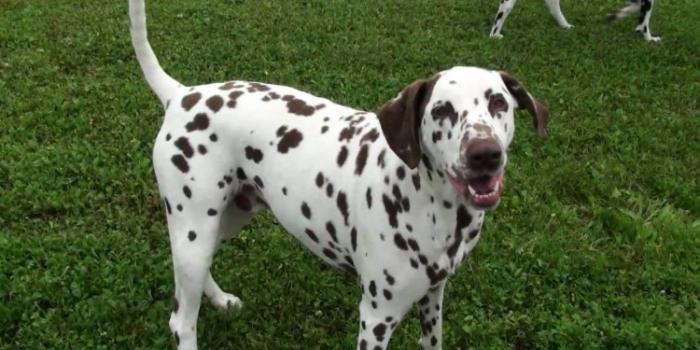 avis sur la description de la race dalmatienne