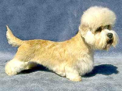 dandy dinmont terrier