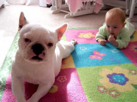 Race de race de bouledogue français 