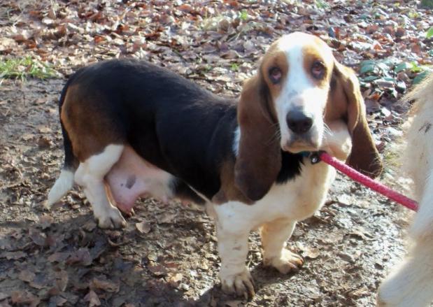 Un chien long avec de longues oreilles - quelle est cette race?