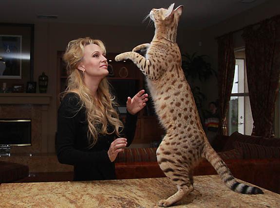 Cheetahs maison - chats de savane