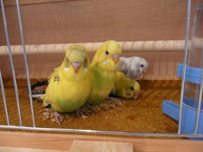 Home pets: perroquet ondulé - entretien et soins