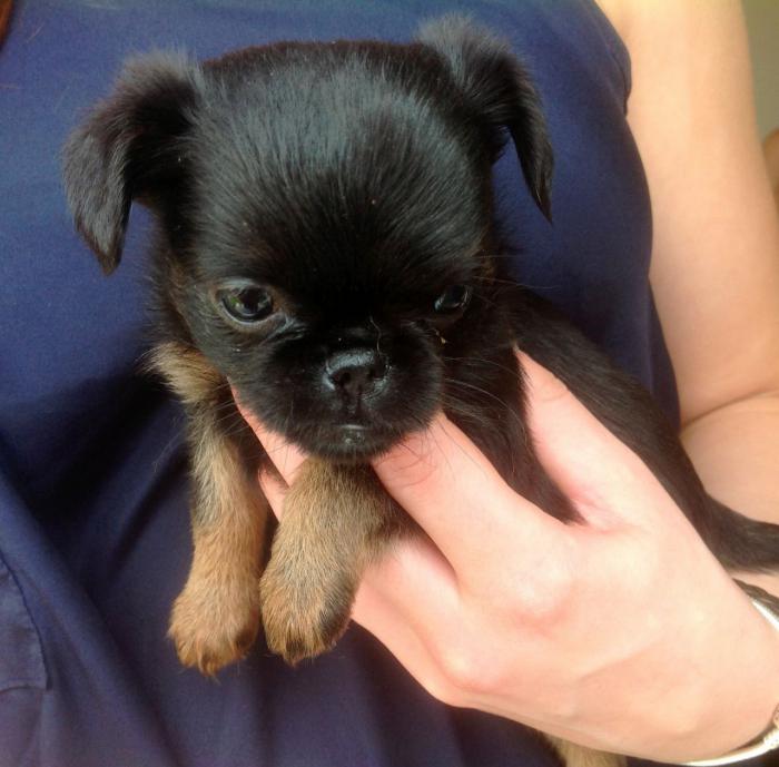 des photos de chiens avec le nom de la race