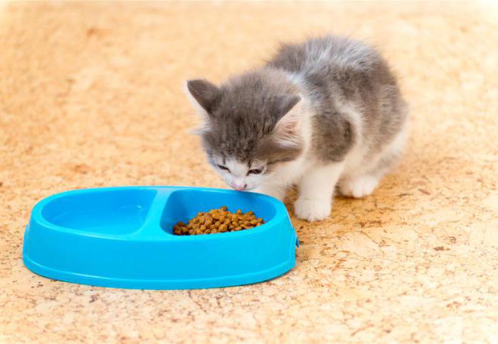 aliments pour chatons vétérinaires 