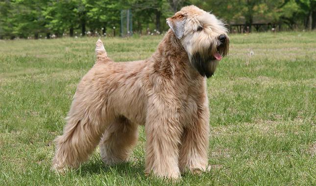 Irlandais Wheaten Coated Terrier