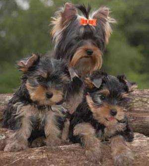 Yorkshire Terrier: sortes de terriers