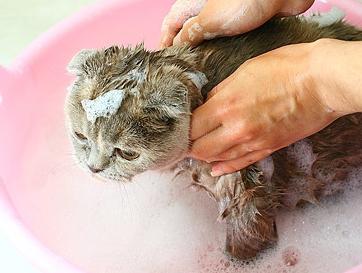 shampooing aux puces pour chats