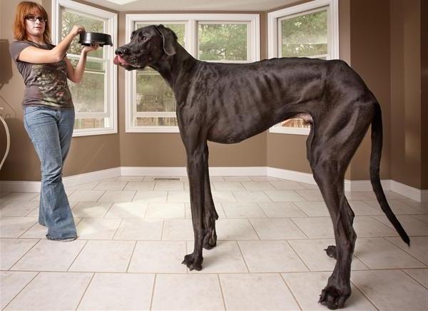 Quelle est la plus grande race de chiens au monde?