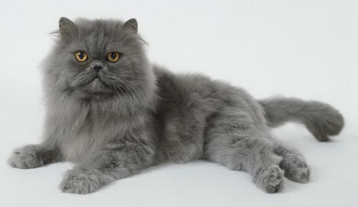 Quelles sont les races de chats gris?