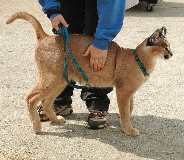 chat de la race caracal