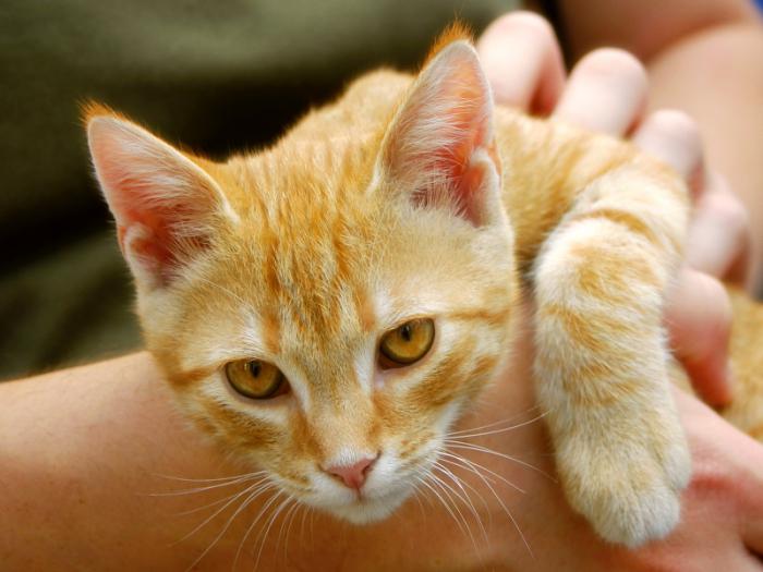 Castration du chat: le pour et le contre. Comportement du chat après la castration