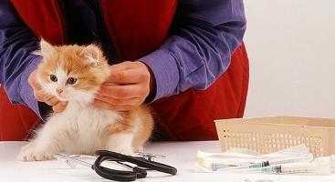 Quand vacciner un chaton, et quand pas?