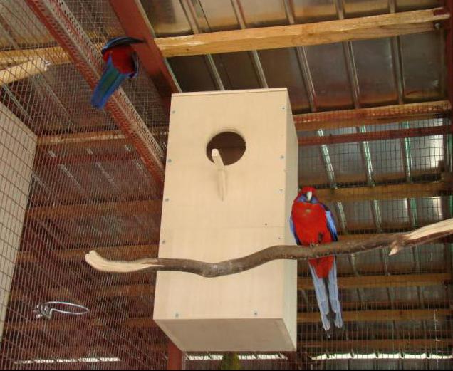 Red Rosella: Entretien et soin