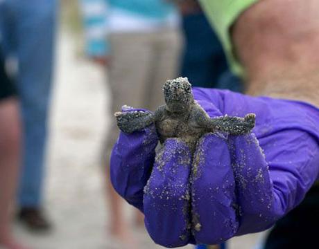 Tortue de mer - que pas un animal domestique?