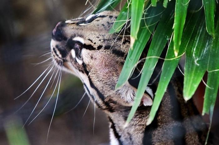 les ocelots sont faits maison