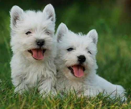 Photo de West Black White Terrier