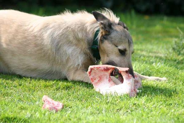 goodies pour les chiens