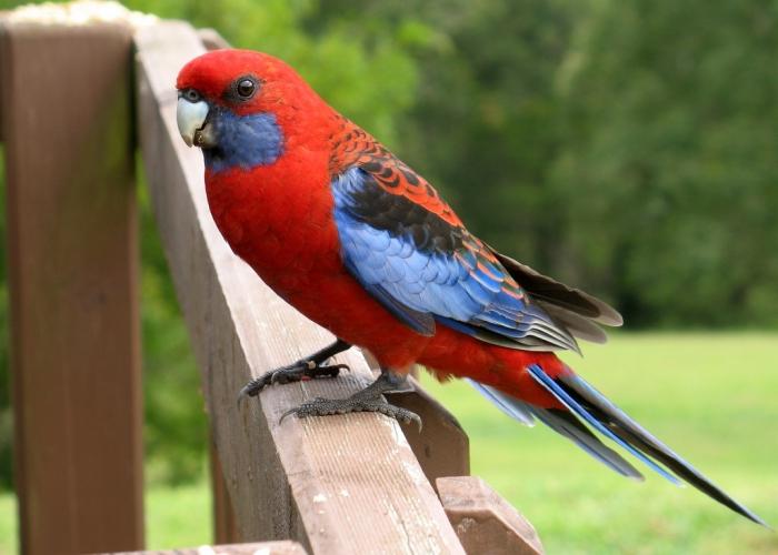 perroquet rosella