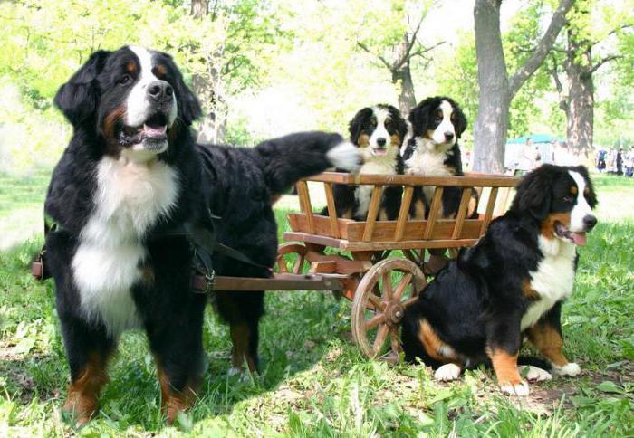 livre psychologie des chiens