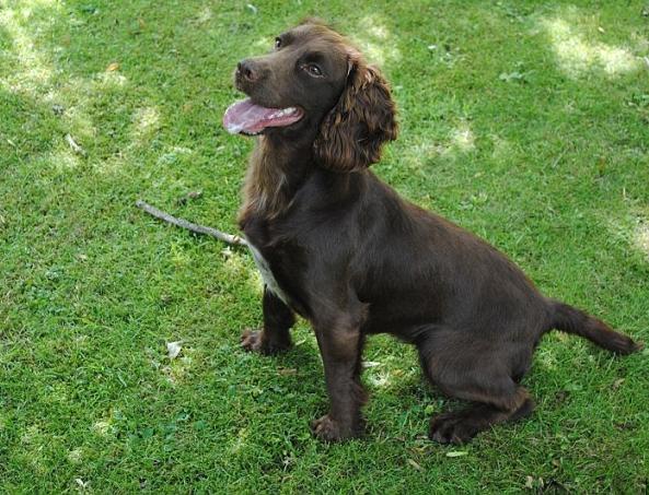 Russian Cocker Spaniel - le compagnon idéal à la chasse et à la maison