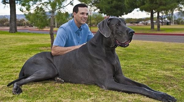 Les plus gros chiens du monde