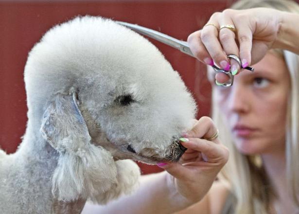 Chien Bedlington Terrier. Terrier Bedlington: photo, avis