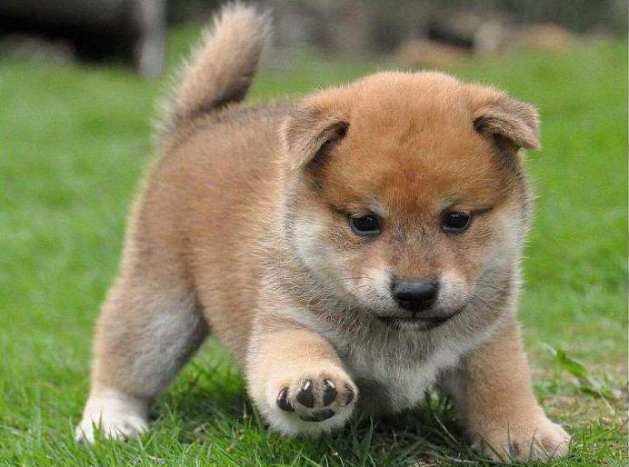  shiba inu prix